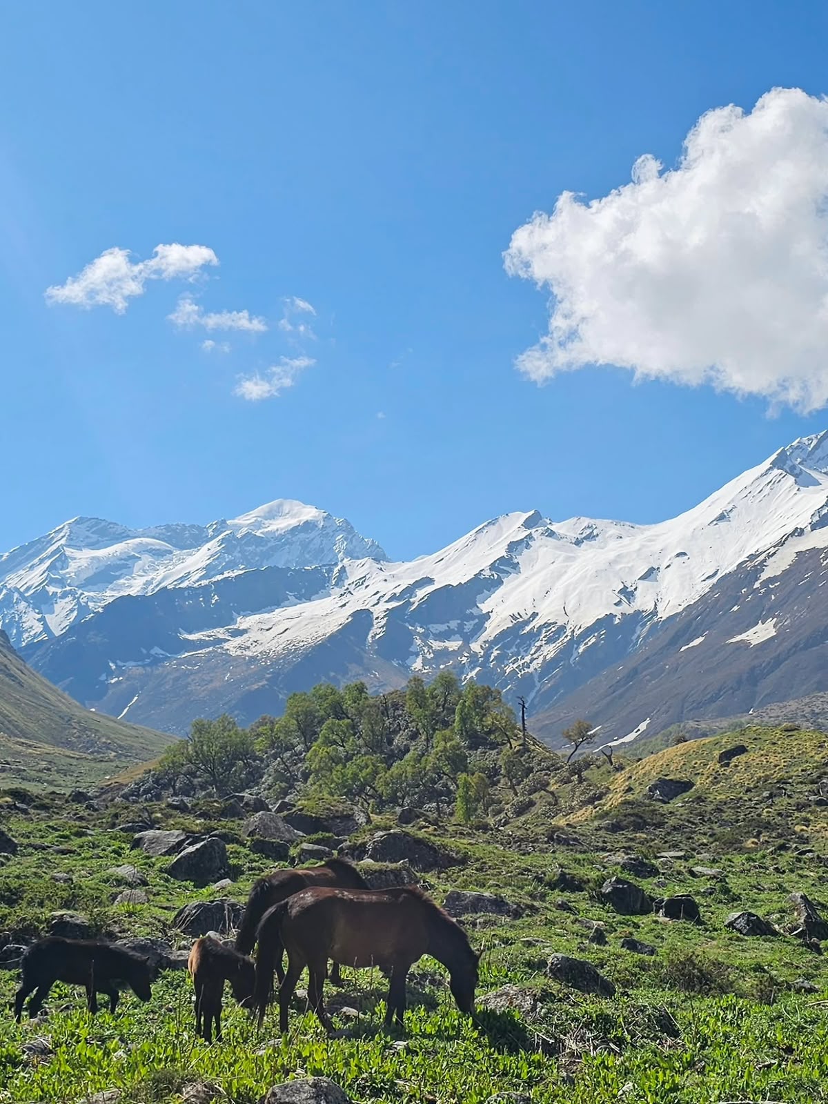 Bali Pass Trek