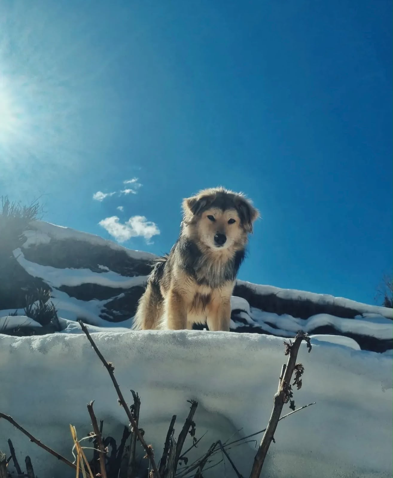 A mountain dog keeping watch over the trail