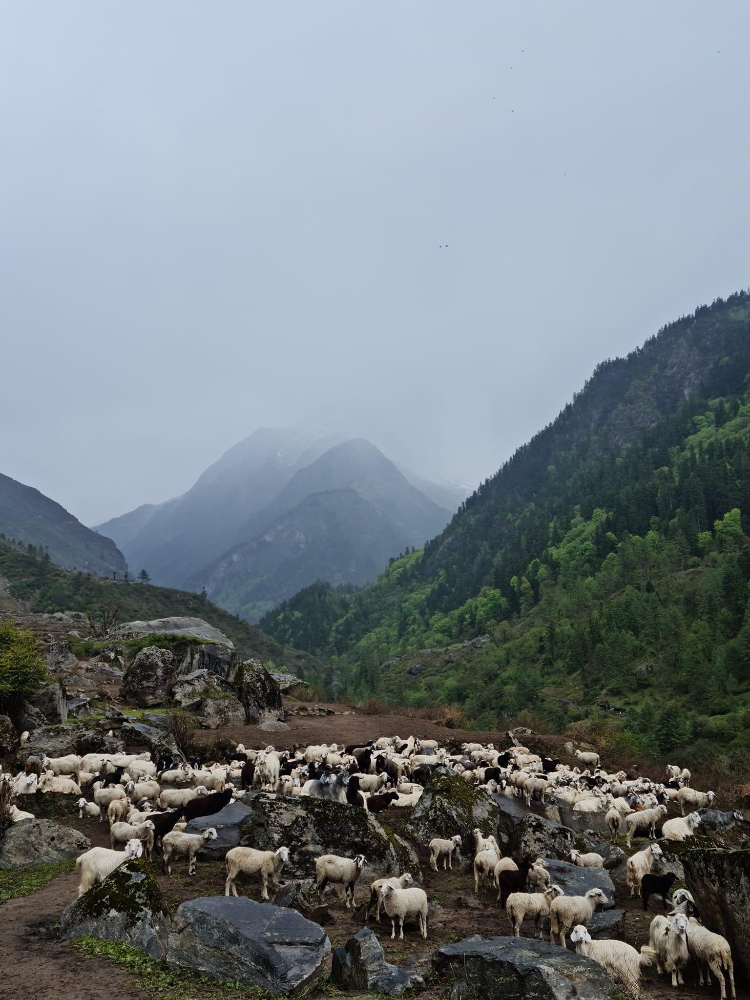 Pine, oak and deodar on the forest trail