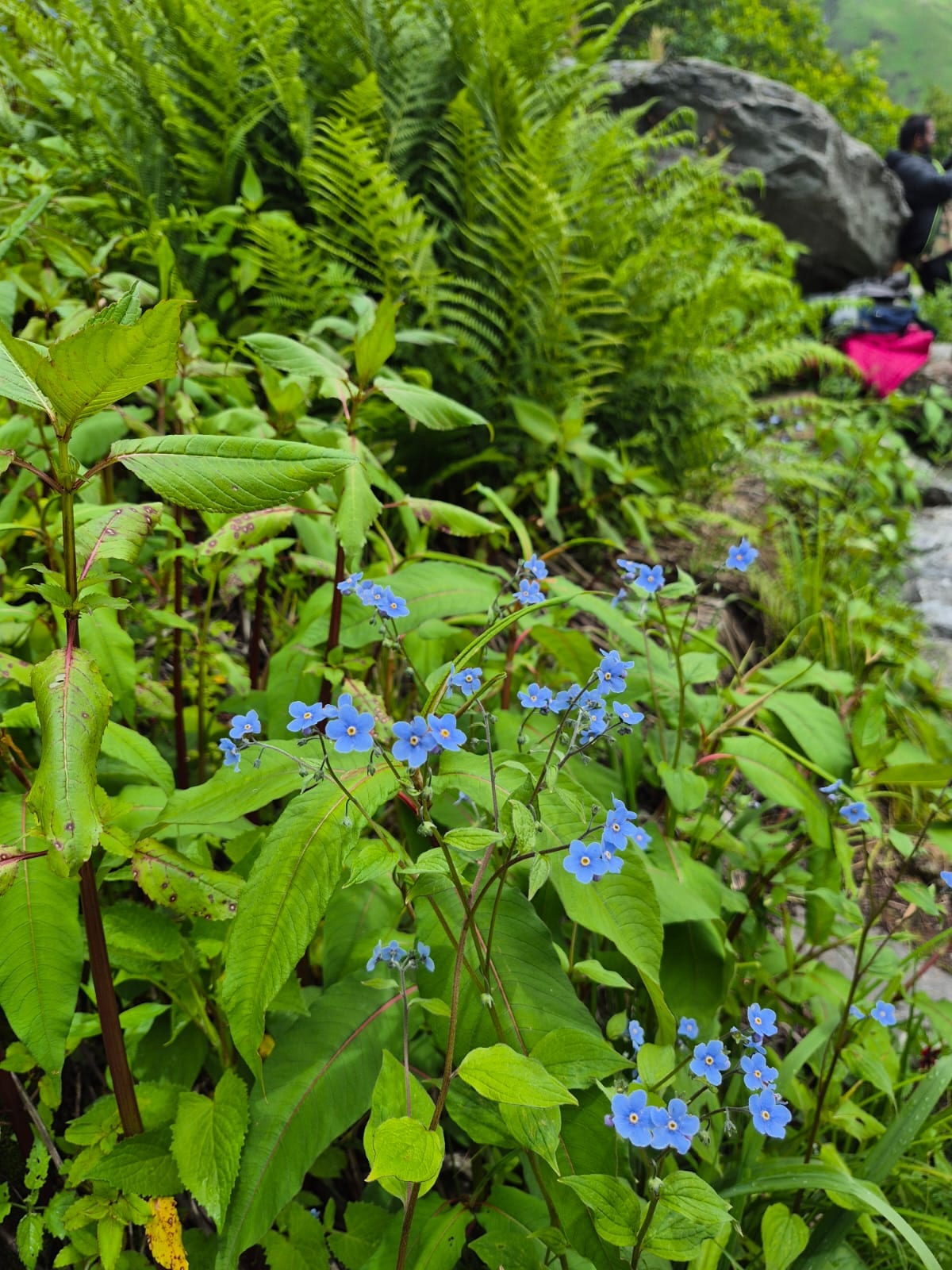Blue forget-me-nots along the trail