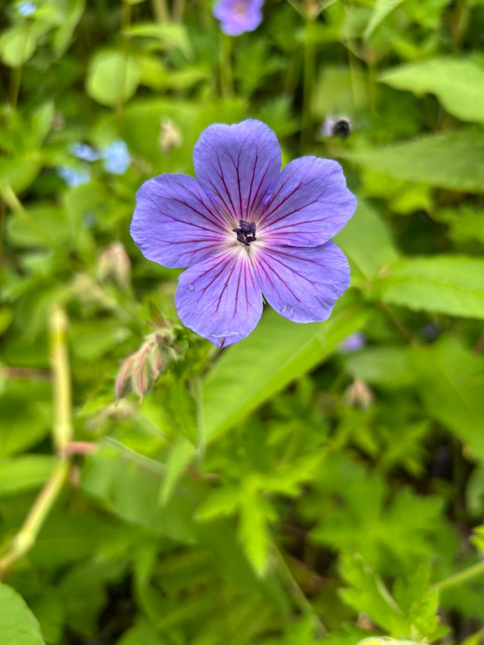 A single geranium among the undergrowth