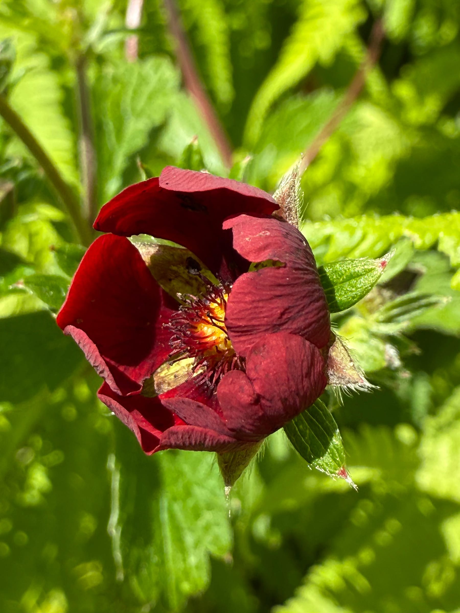 A deep red bloom opening in the grass