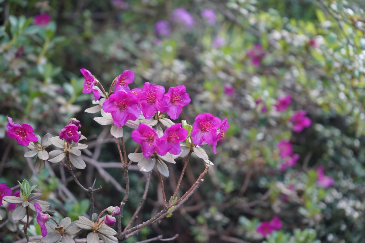 Valley Of Flower