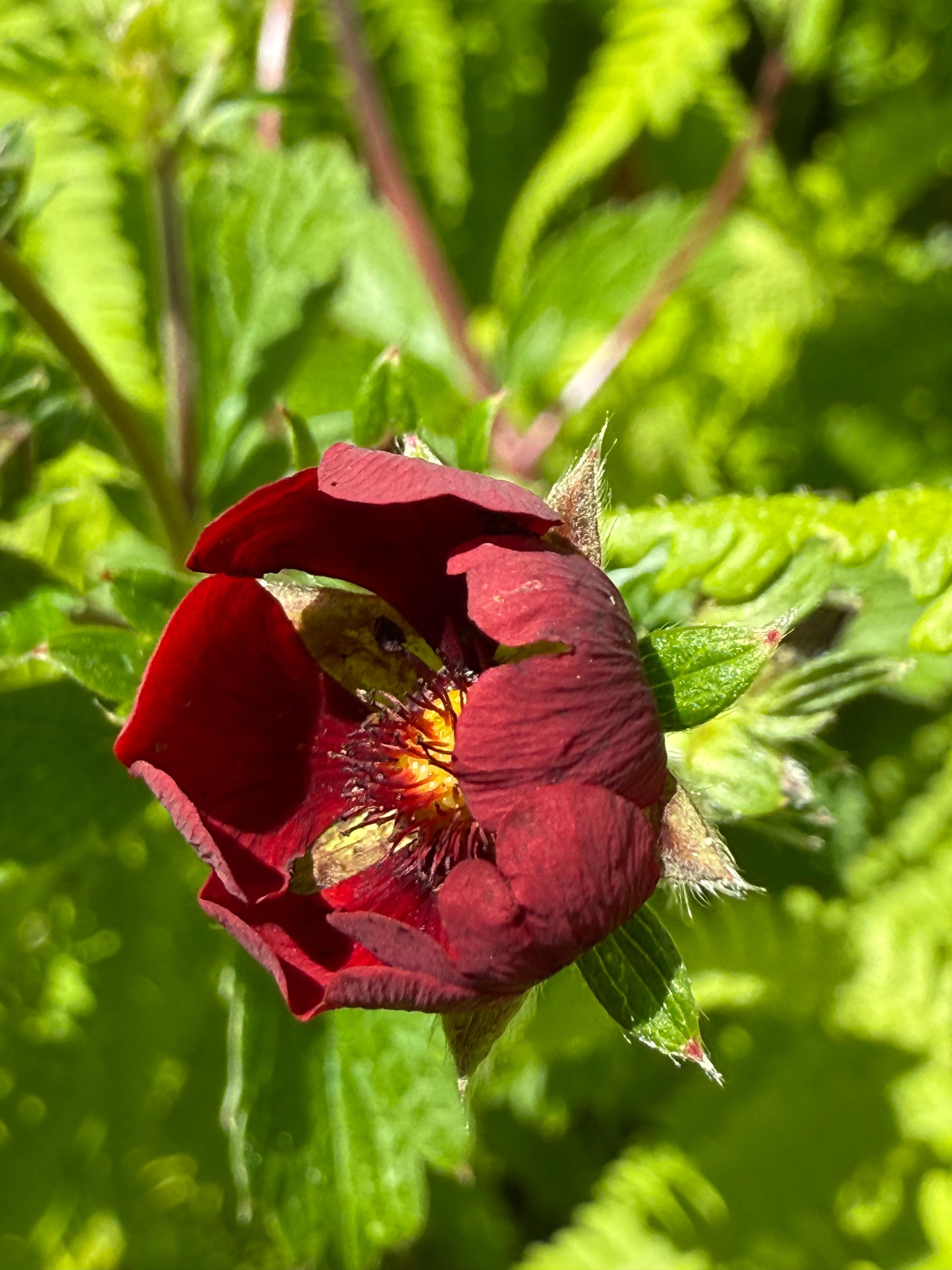 valley of flowerss08